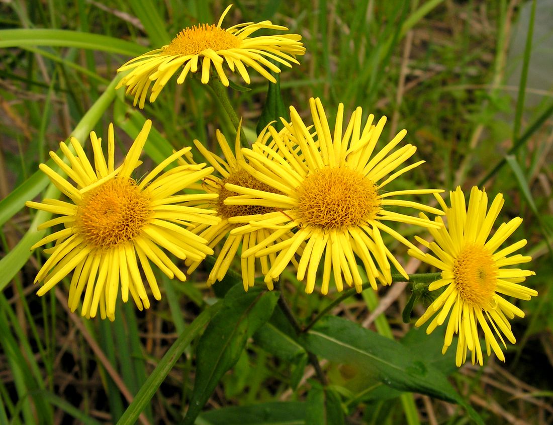 Изображение особи Inula japonica.