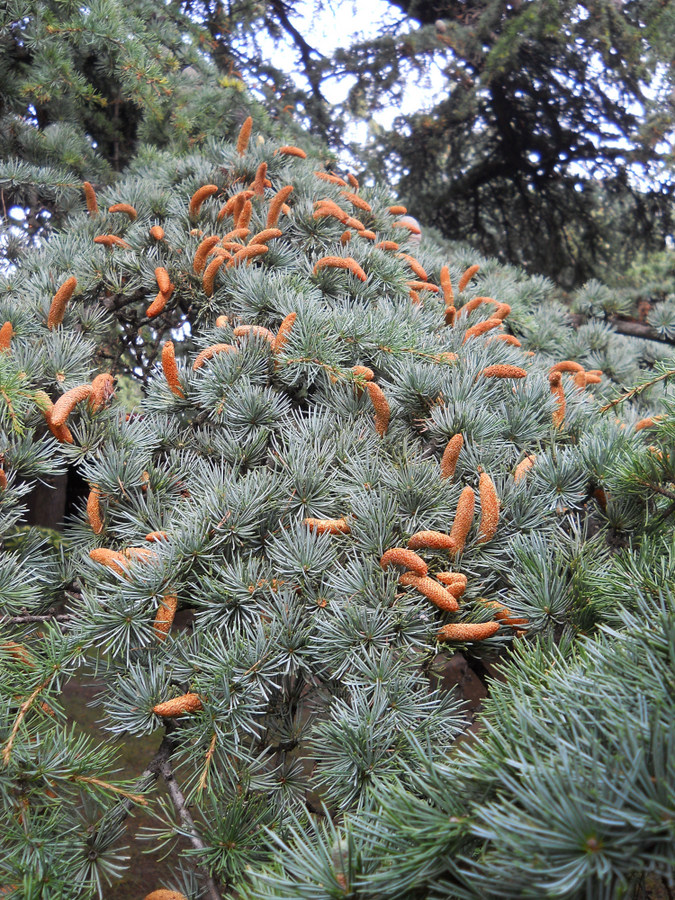 Изображение особи Cedrus libani.