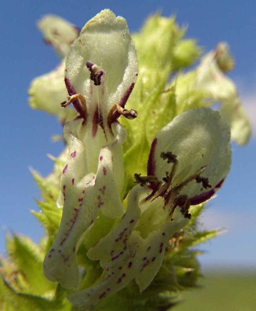 Изображение особи Stachys recta.