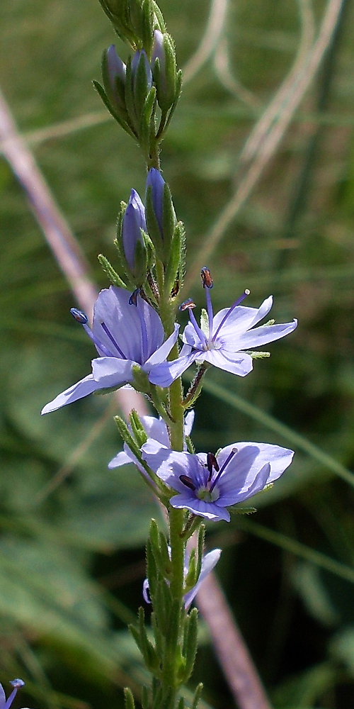 Image of Veronica jacquinii specimen.