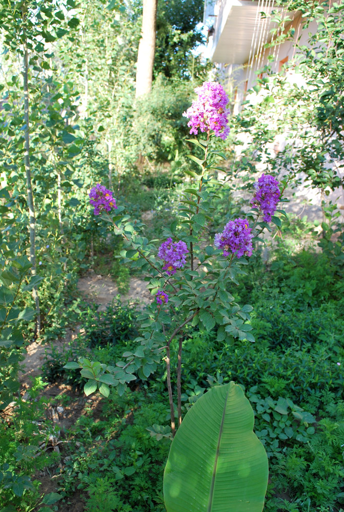 Image of Lagerstroemia indica specimen.