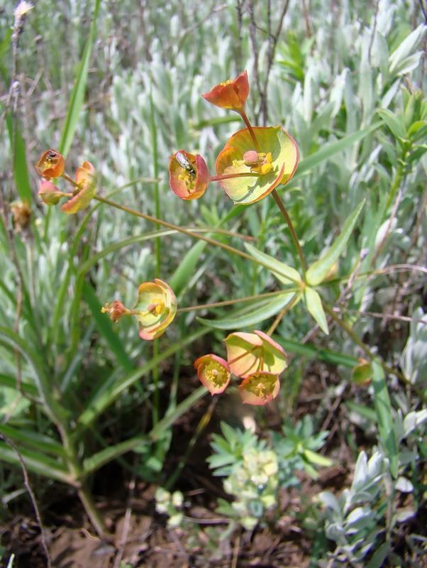 Image of Euphorbia leptocaula specimen.