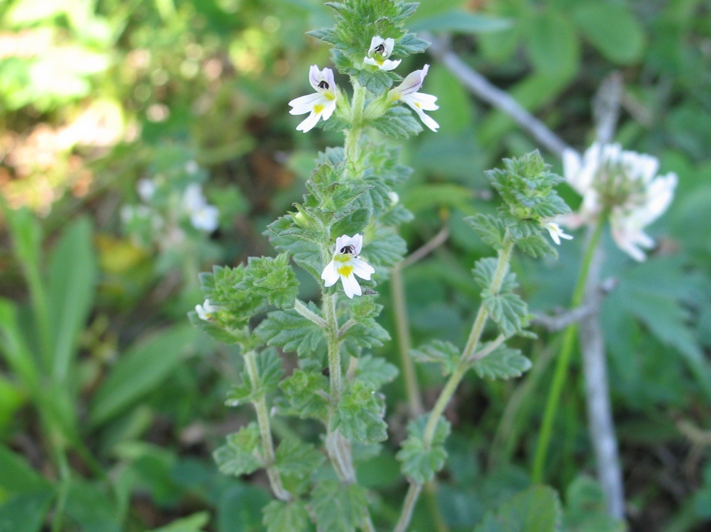 Изображение особи Euphrasia yesoensis.