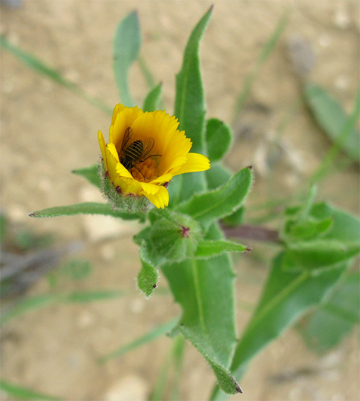 Image of genus Calendula specimen.