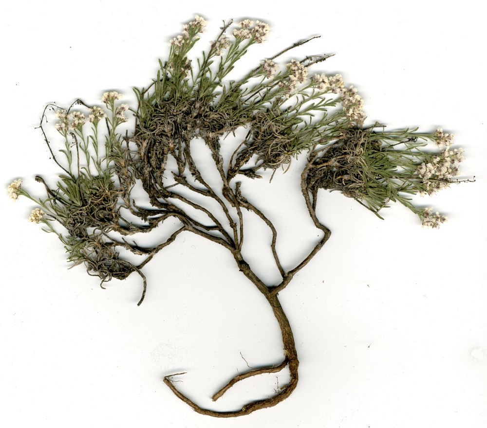 Image of Ptilotrichum tenuifolium specimen.