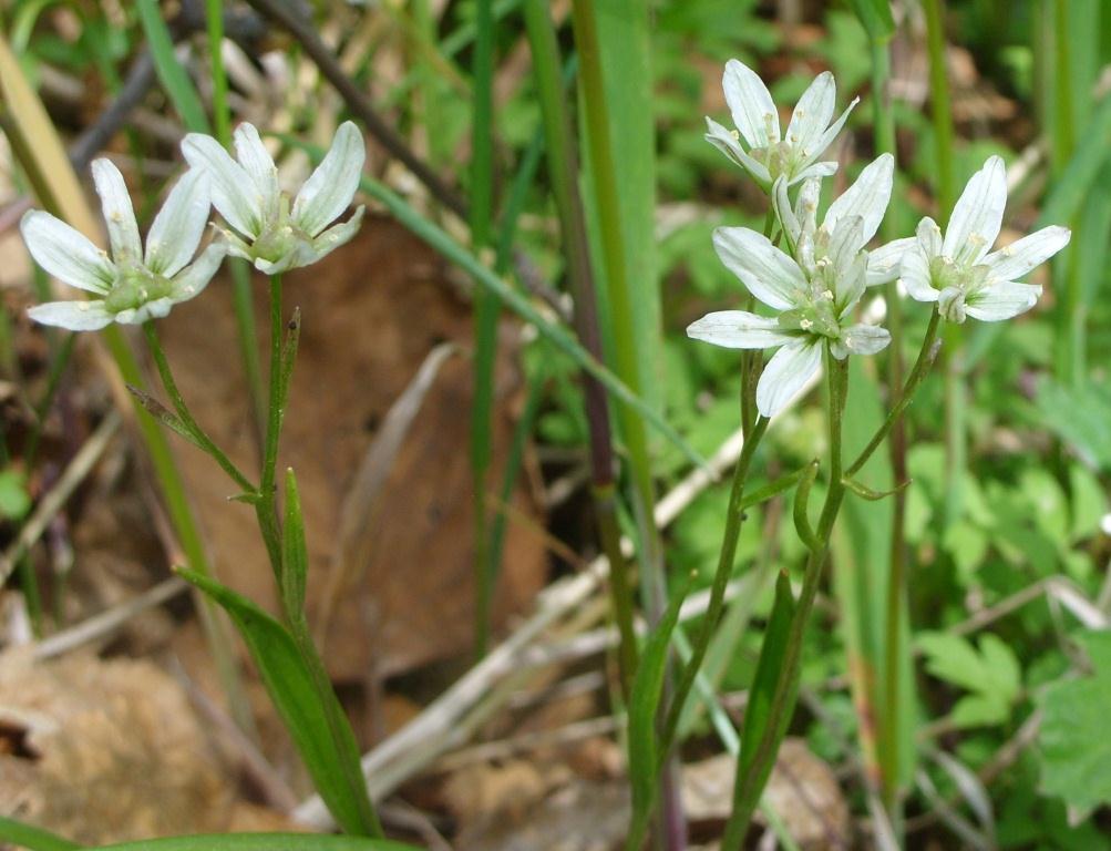 Изображение особи Lloydia triflora.