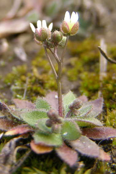 Изображение особи Erophila verna.