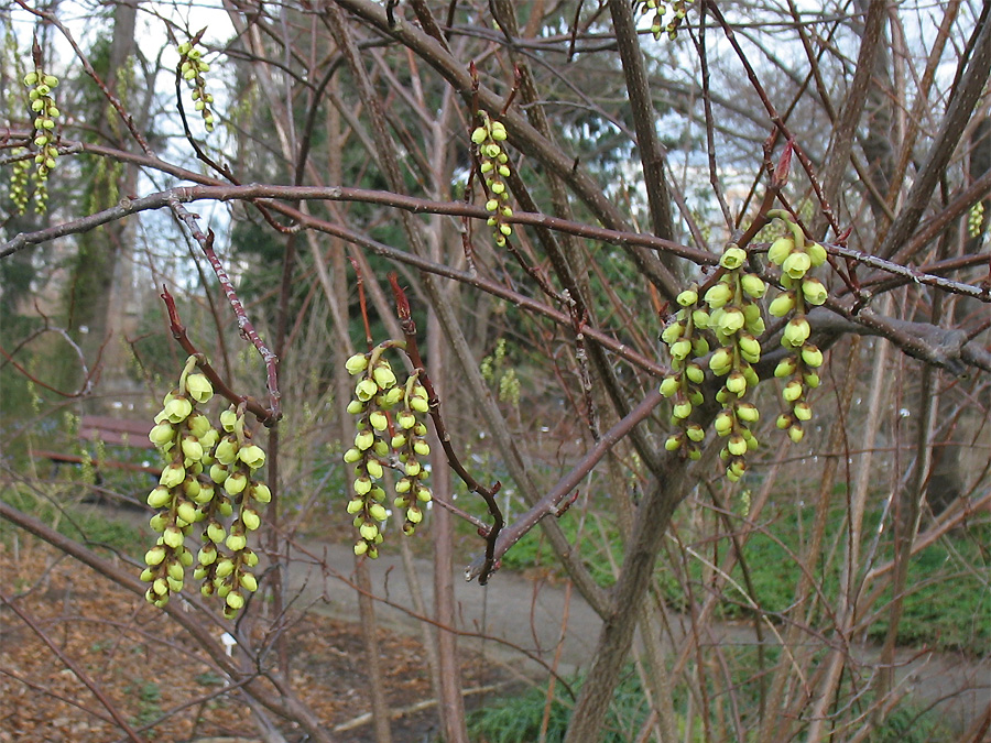 Image of Stachyurus praecox specimen.