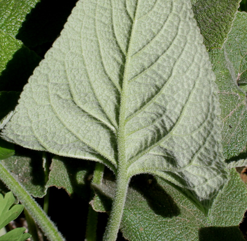 Image of Phlomis russeliana specimen.