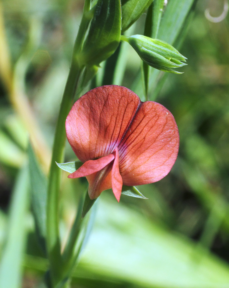 Image of Lathyrus cicera specimen.