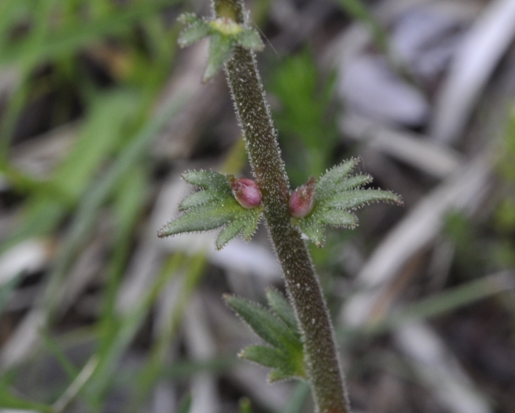 Image of Saxifraga bulbifera specimen.