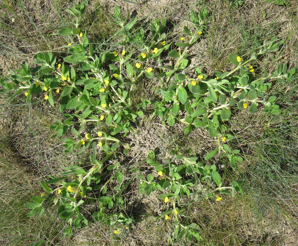 Image of Ajuga salicifolia specimen.