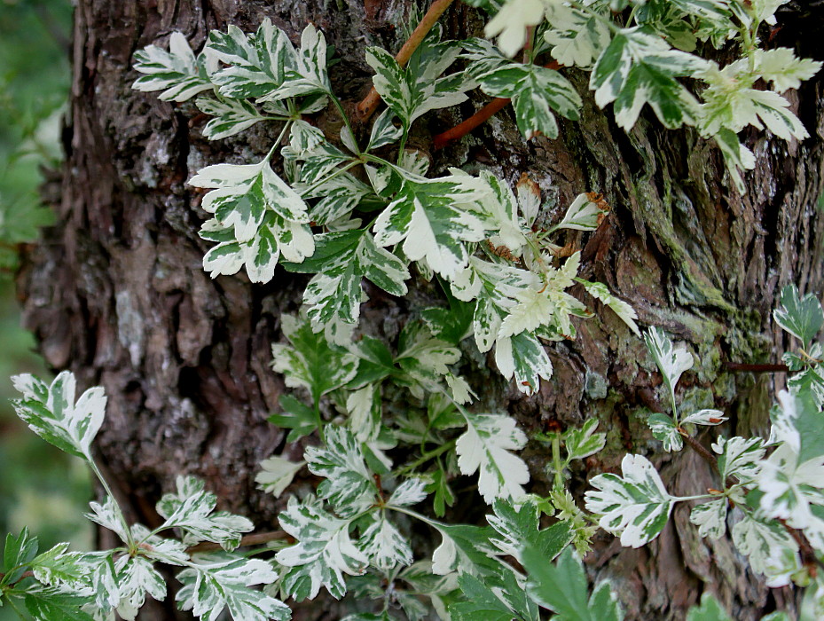 Изображение особи Crataegus monogyna.