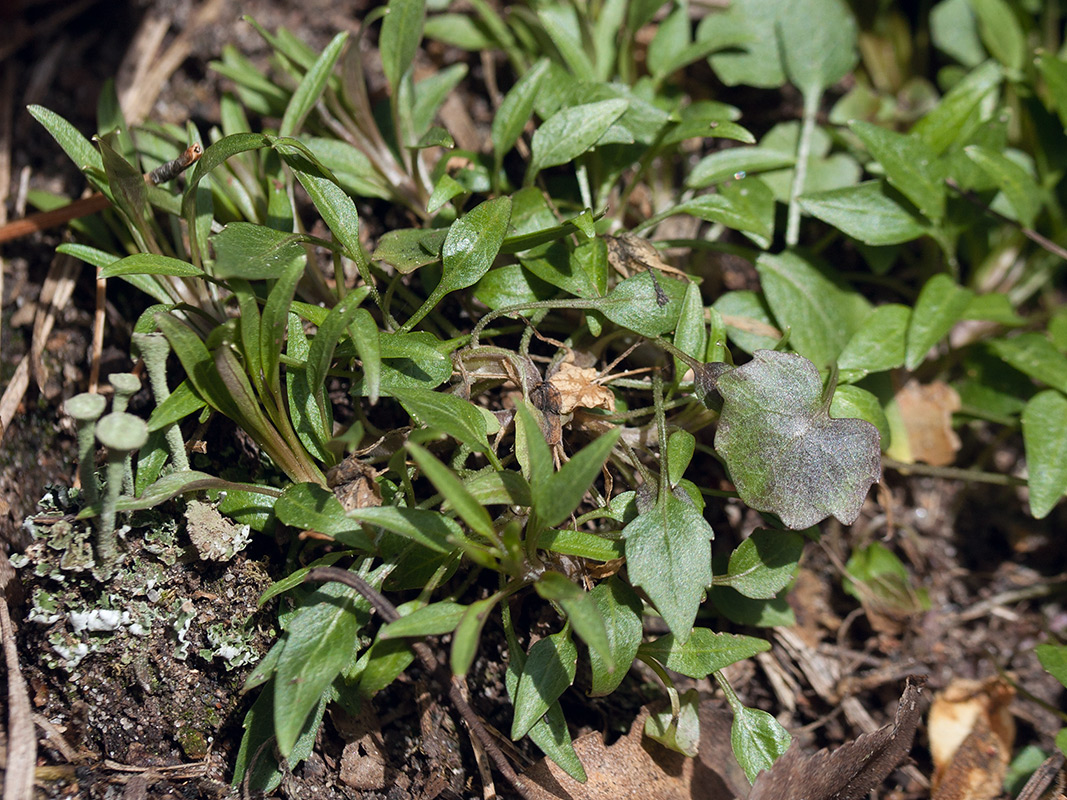 Image of Campanula rotundifolia specimen.