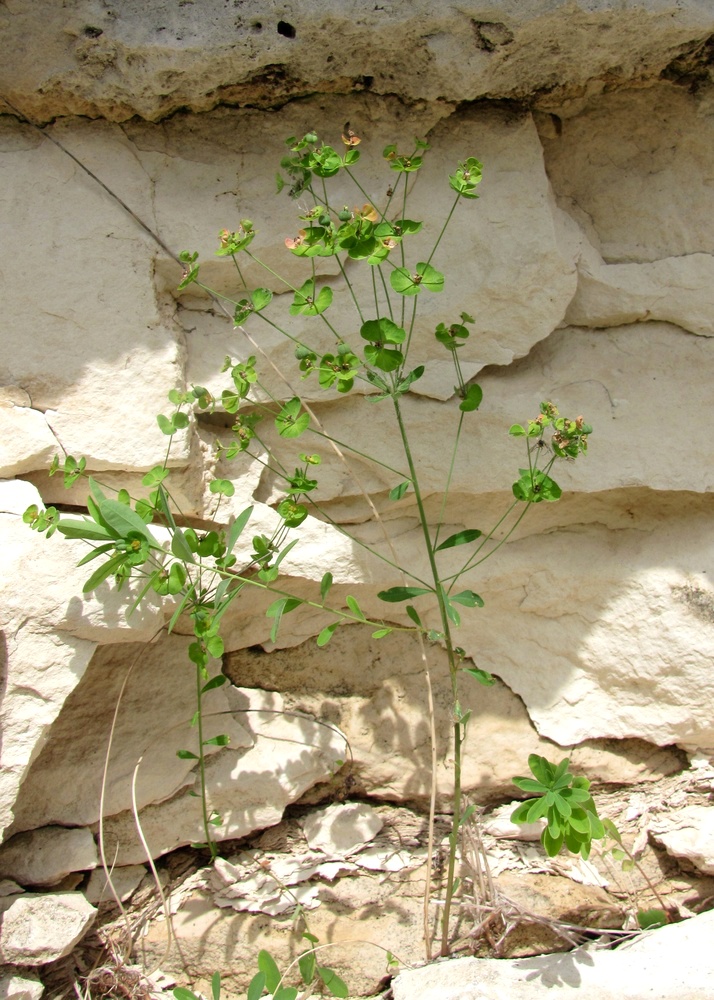 Image of Euphorbia borodinii specimen.