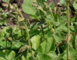 Campanula alliariifolia