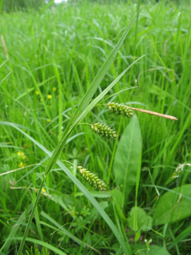 Image of Carex pallescens specimen.