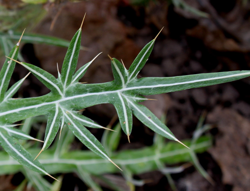 Image of Lamyra afra specimen.