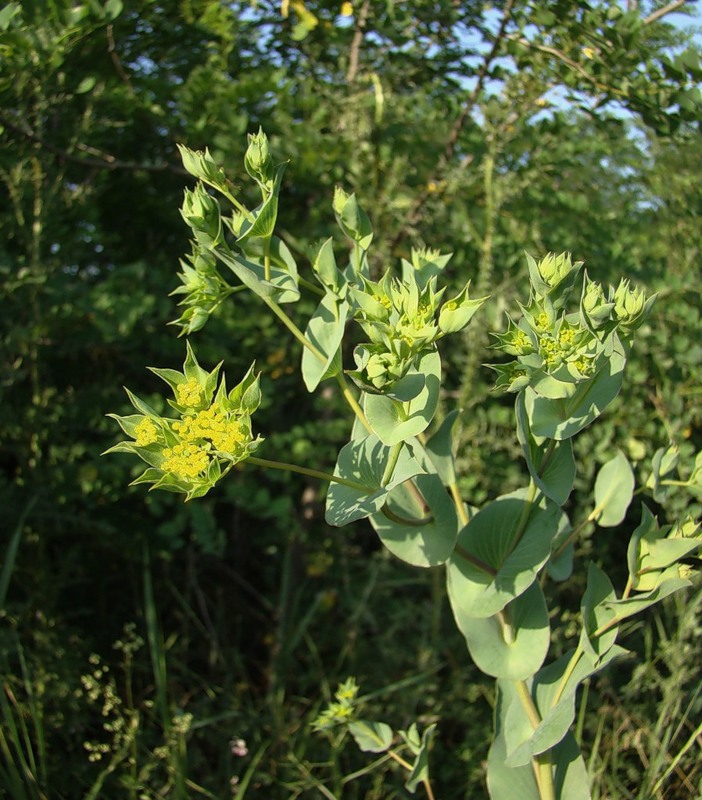 Image of Bupleurum rotundifolium specimen.