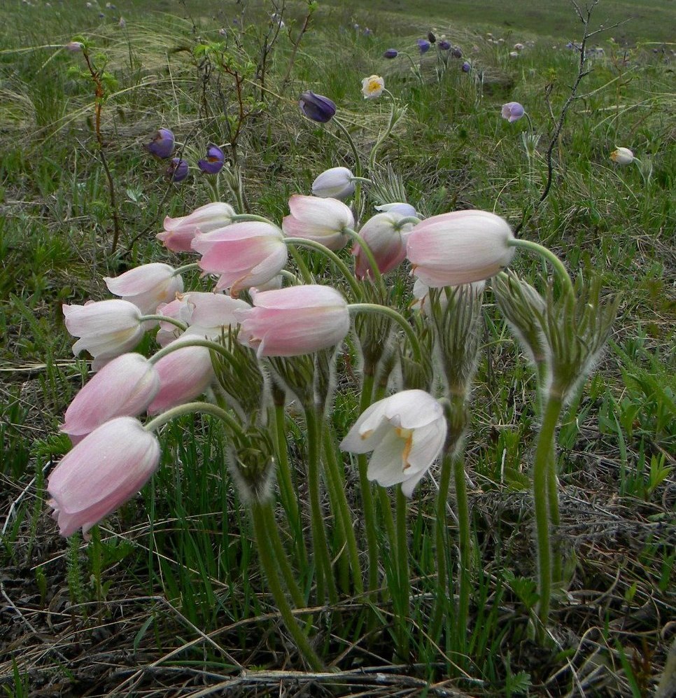 Изображение особи Pulsatilla multifida.