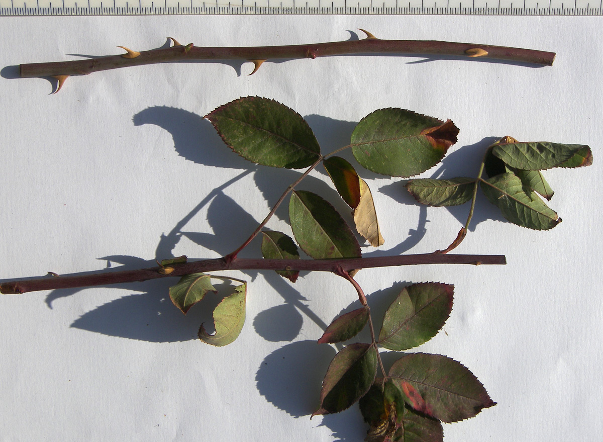 Image of Rosa afzeliana specimen.