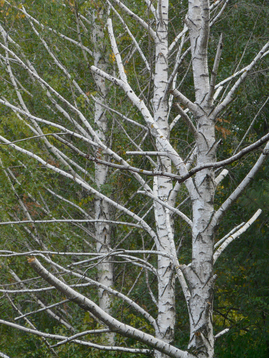 Изображение особи Betula pendula.