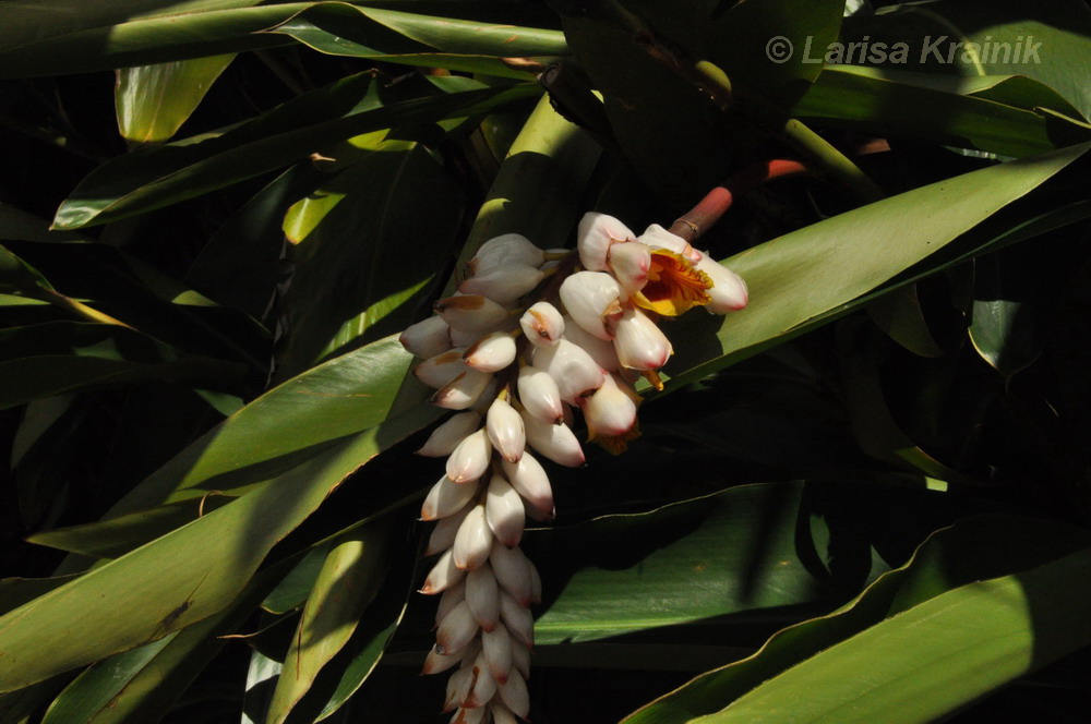 Image of Alpinia zerumbet specimen.