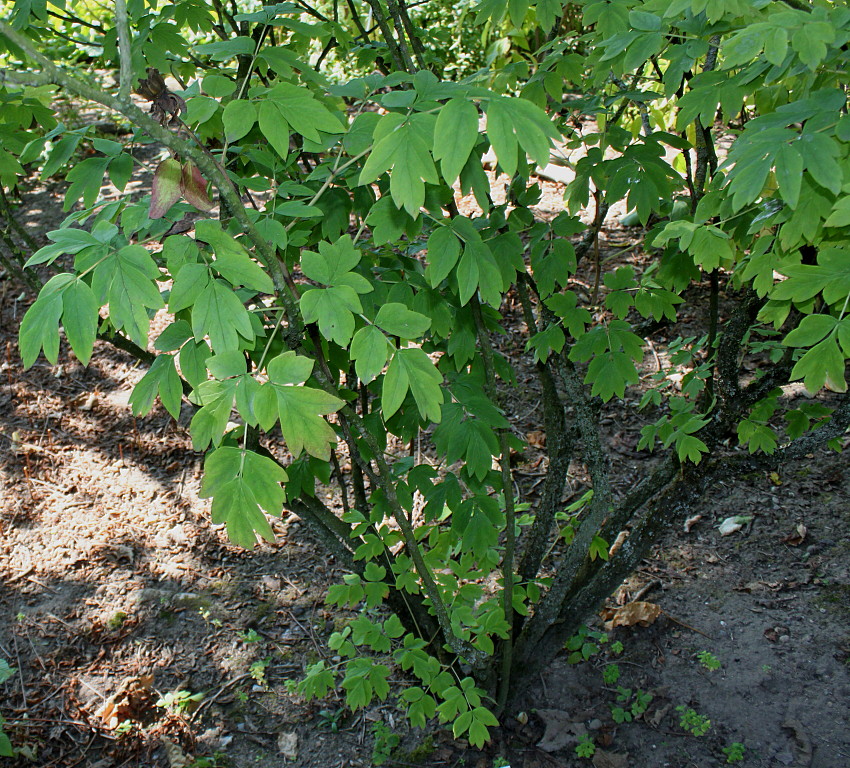 Изображение особи Paeonia rockii.