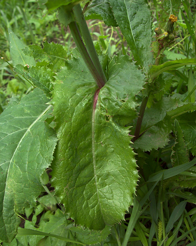 Image of Sonchus asper specimen.