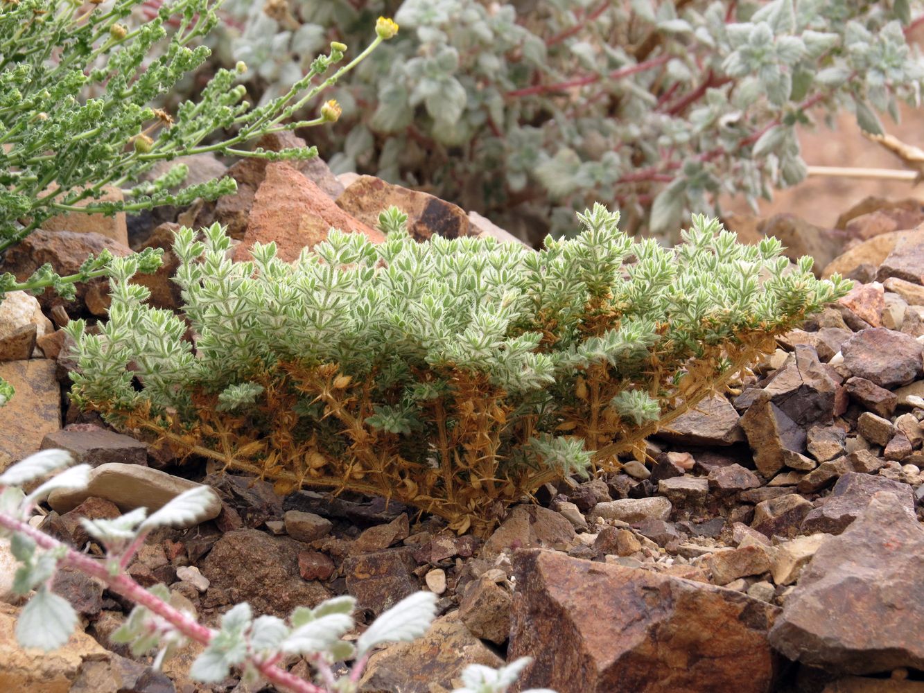 Image of Fagonia mollis specimen.