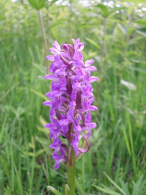 Image of Dactylorhiza incarnata specimen.