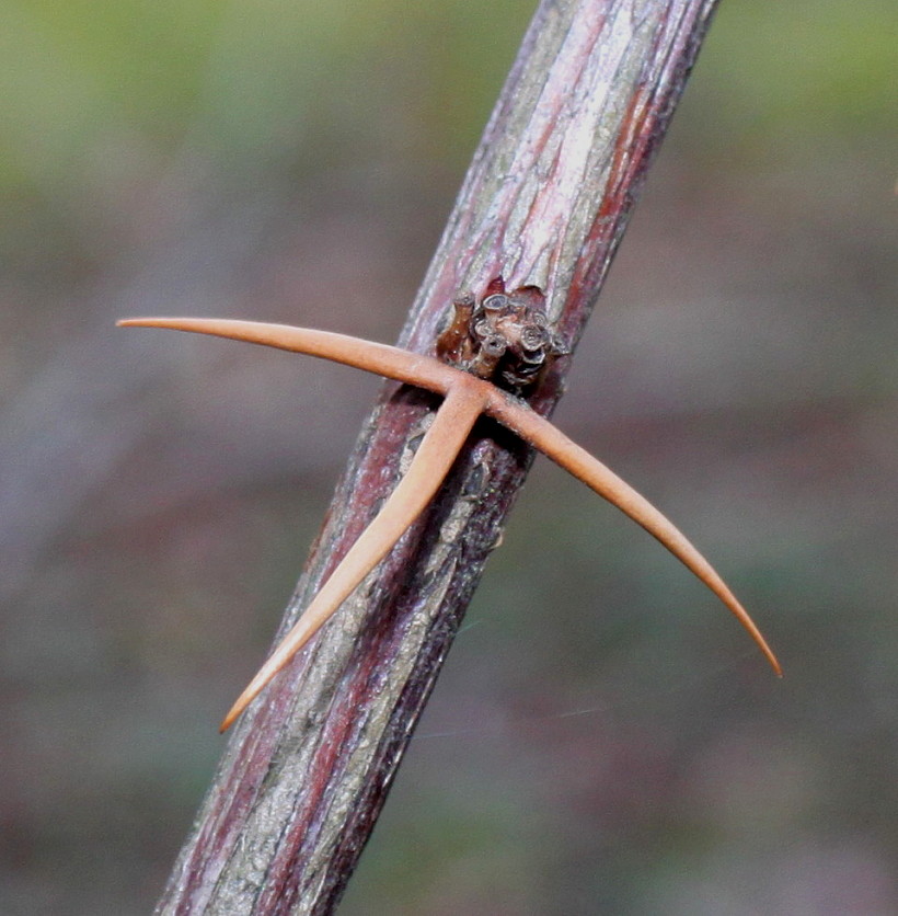 Image of Berberis hakeoides specimen.