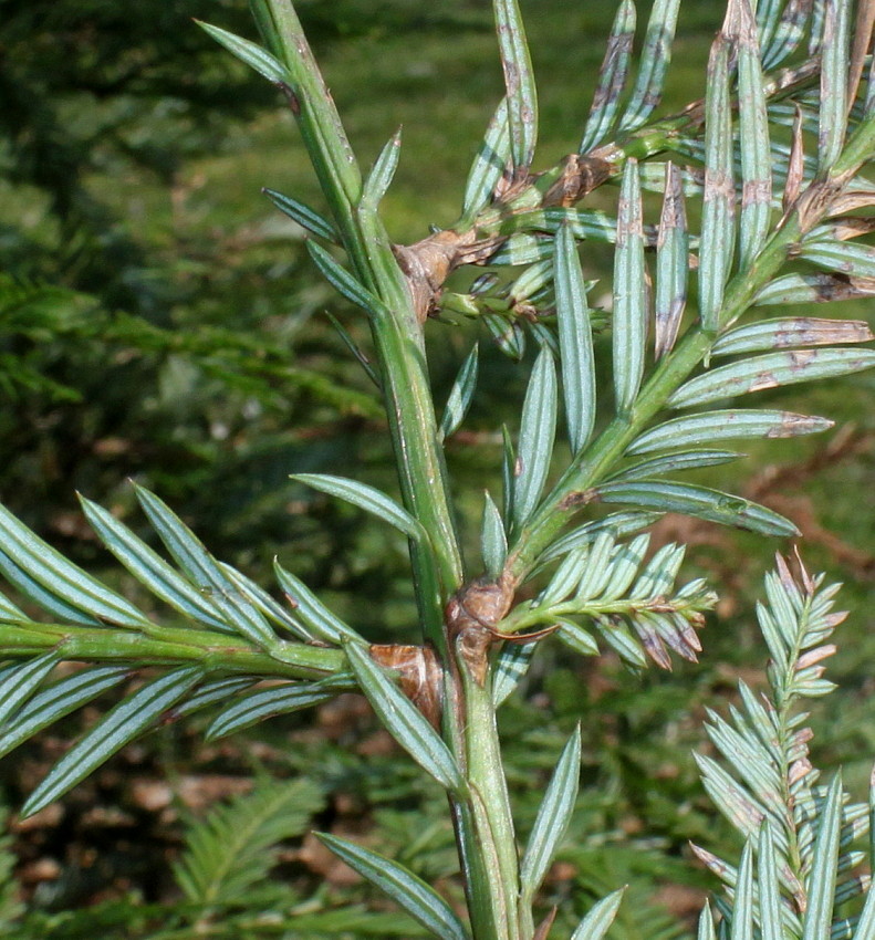 Image of familia Taxodiaceae specimen.