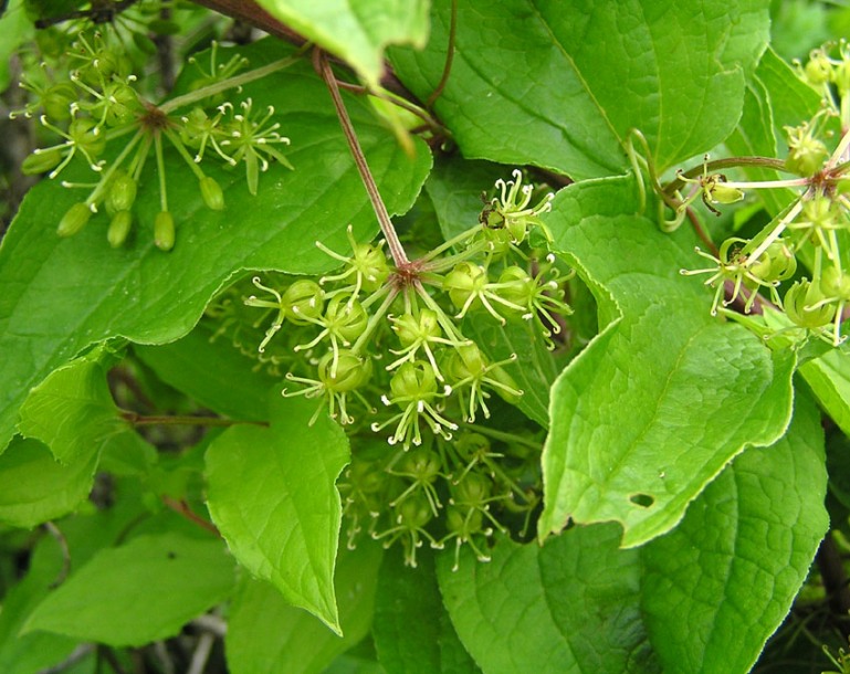 Image of Smilax maximowiczii specimen.