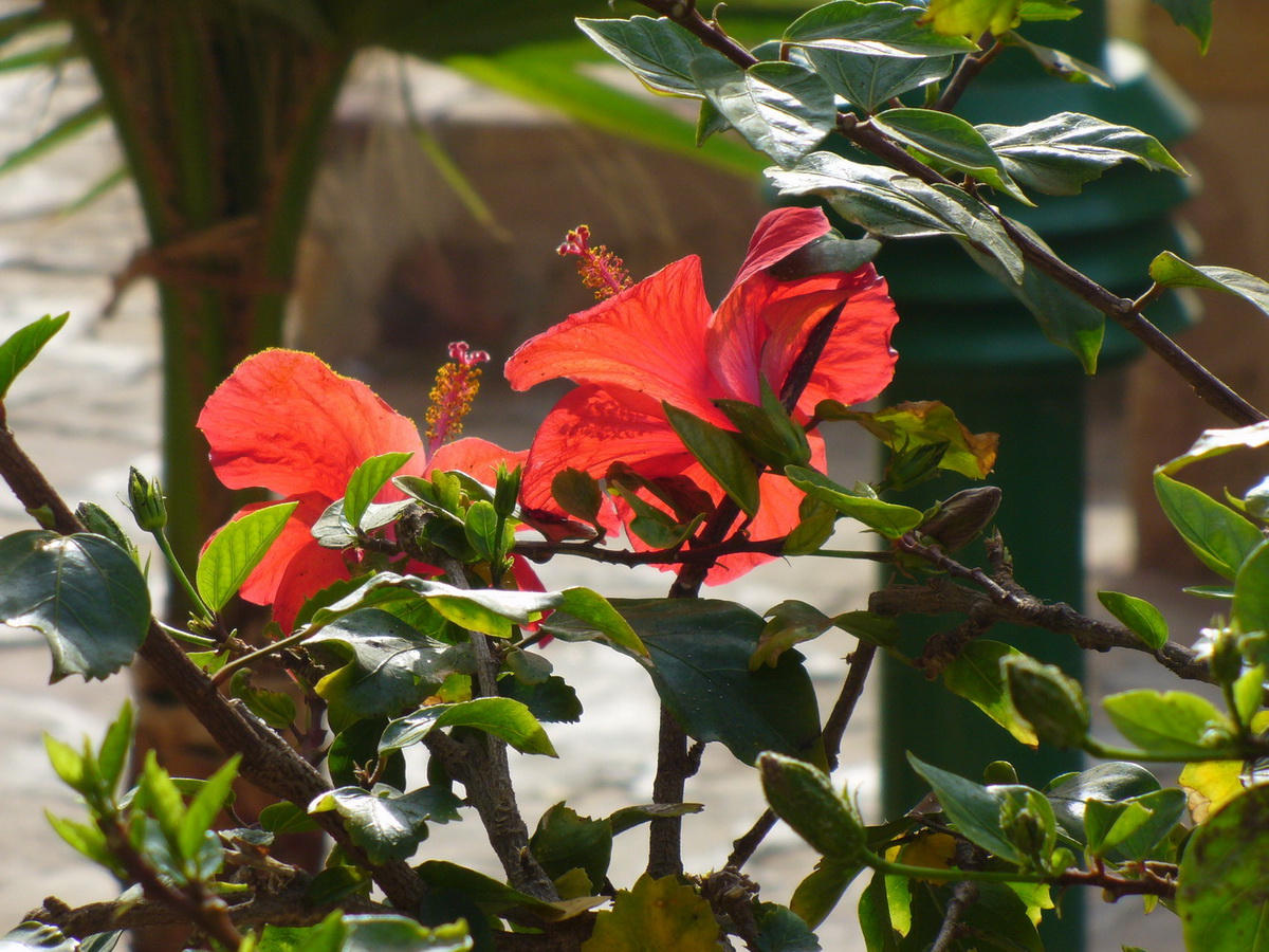 Image of Hibiscus rosa-sinensis specimen.