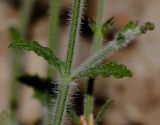 Salvia aegyptiaca