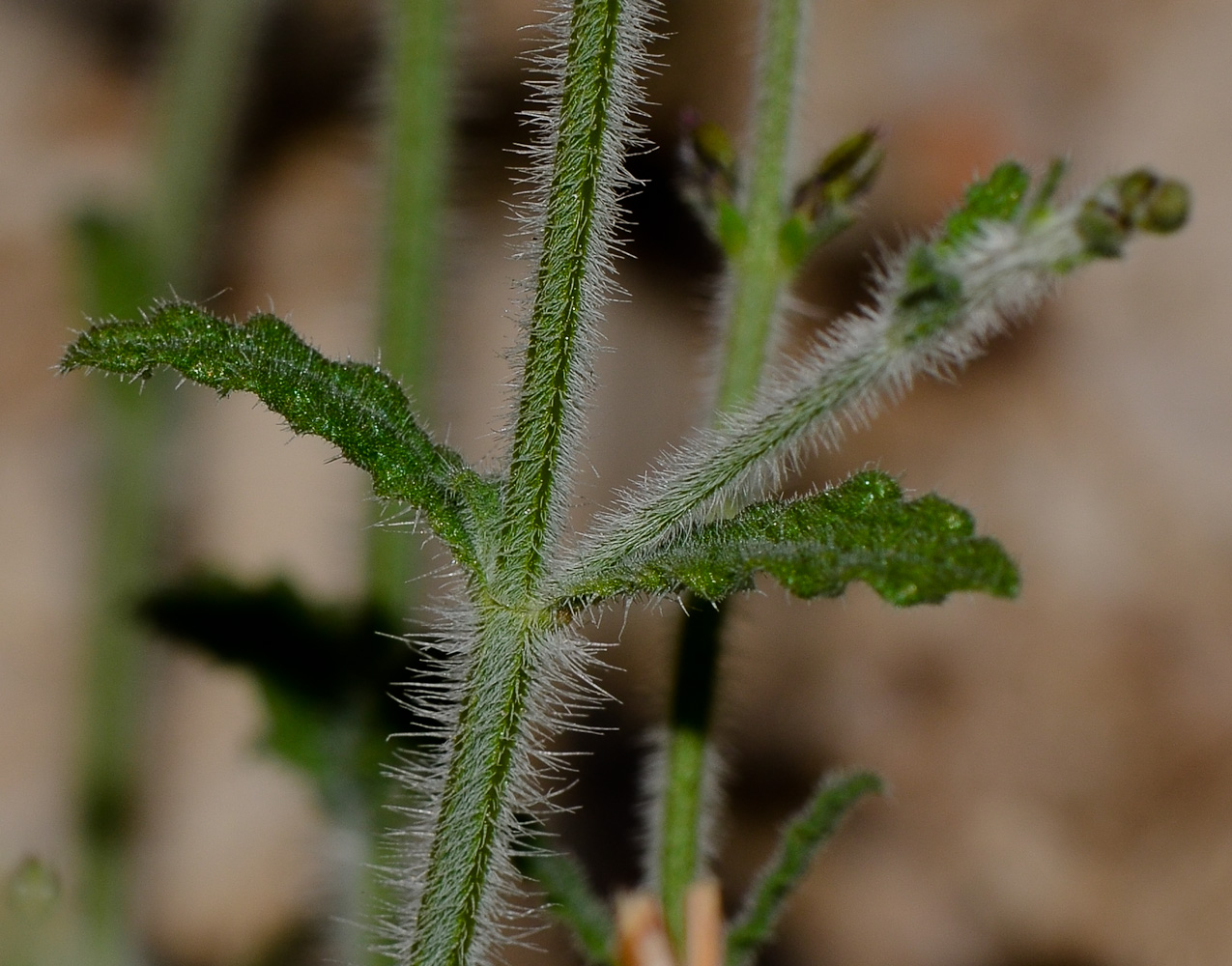 Image of Salvia aegyptiaca specimen.