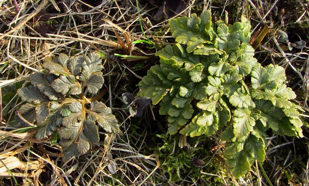 Изображение особи Botrychium robustum.