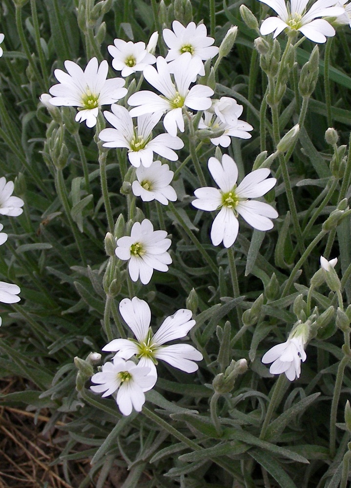 Image of Cerastium argenteum specimen.