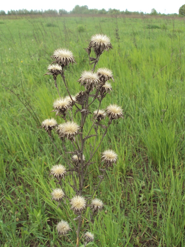 Image of Carlina vulgaris specimen.