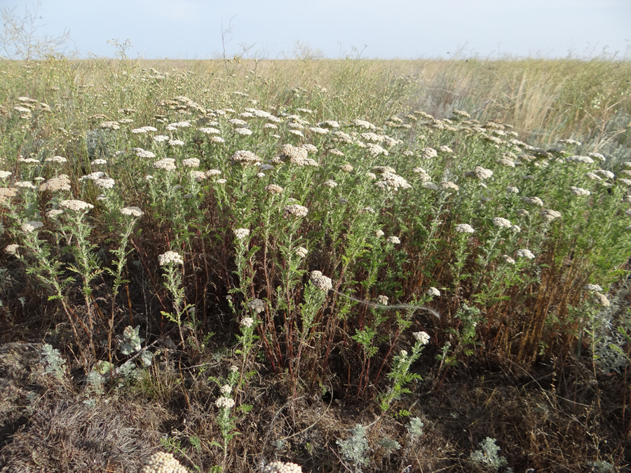 Image of Achillea setacea specimen.