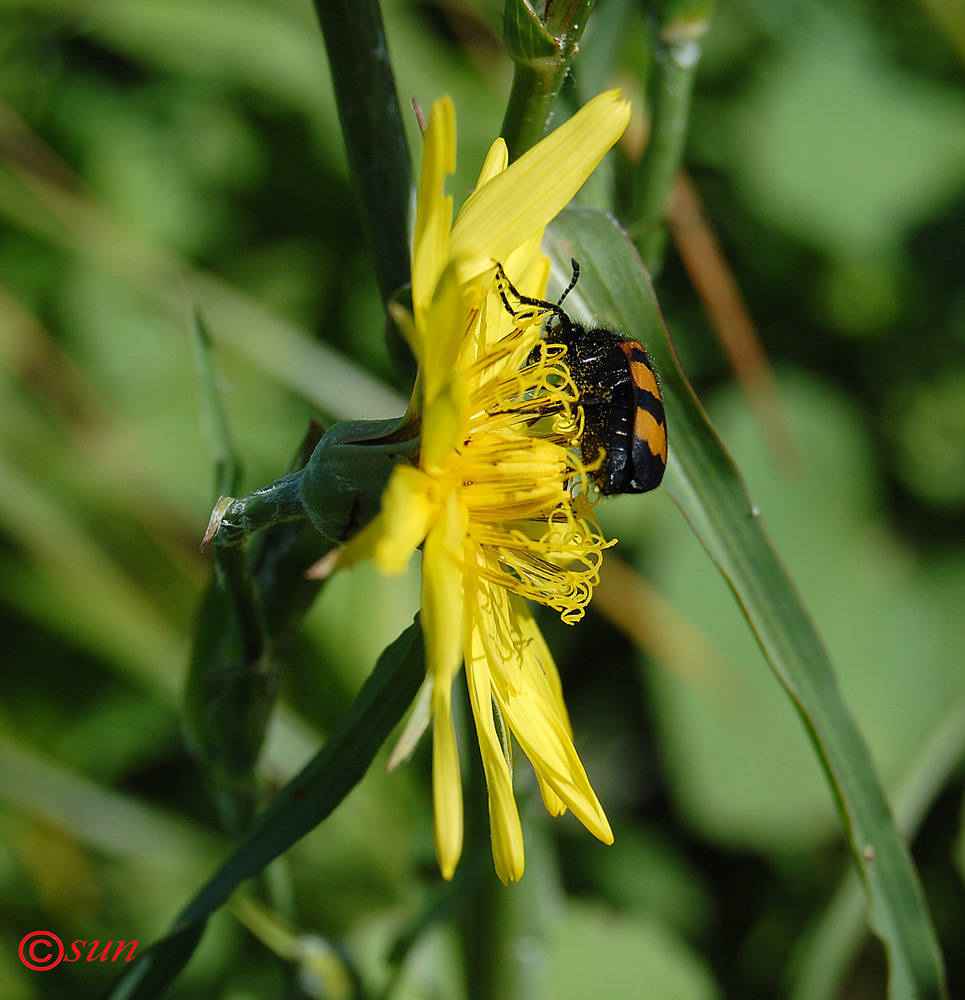 Изображение особи Tragopogon podolicus.