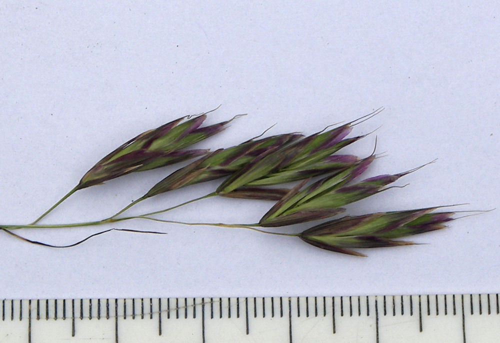 Image of Bromopsis variegata specimen.