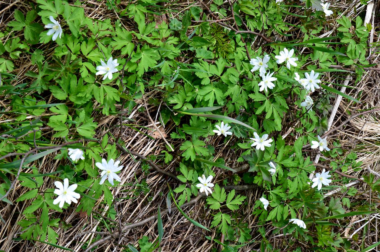 Изображение особи Anemone altaica.