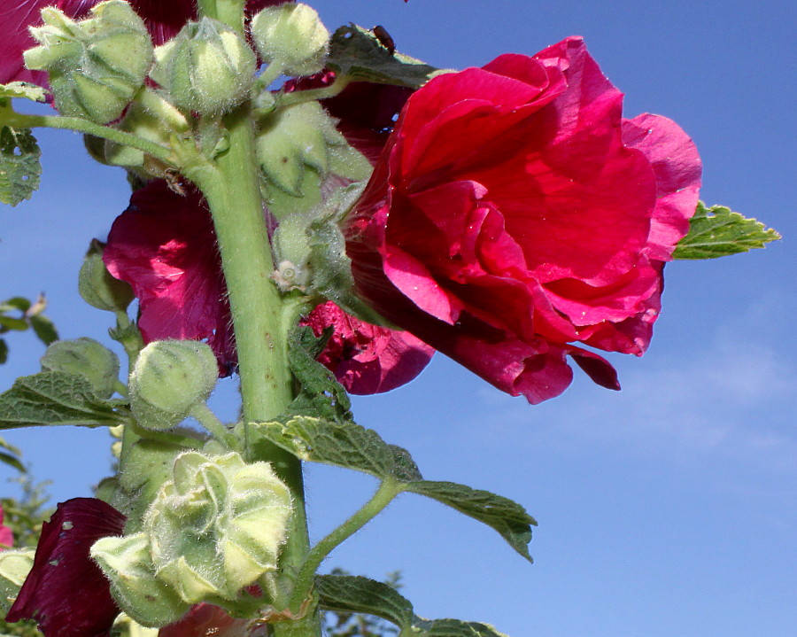 Image of Alcea rosea specimen.