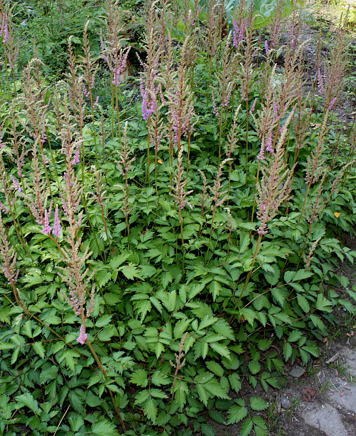 Image of Astilbe chinensis var. davidii specimen.