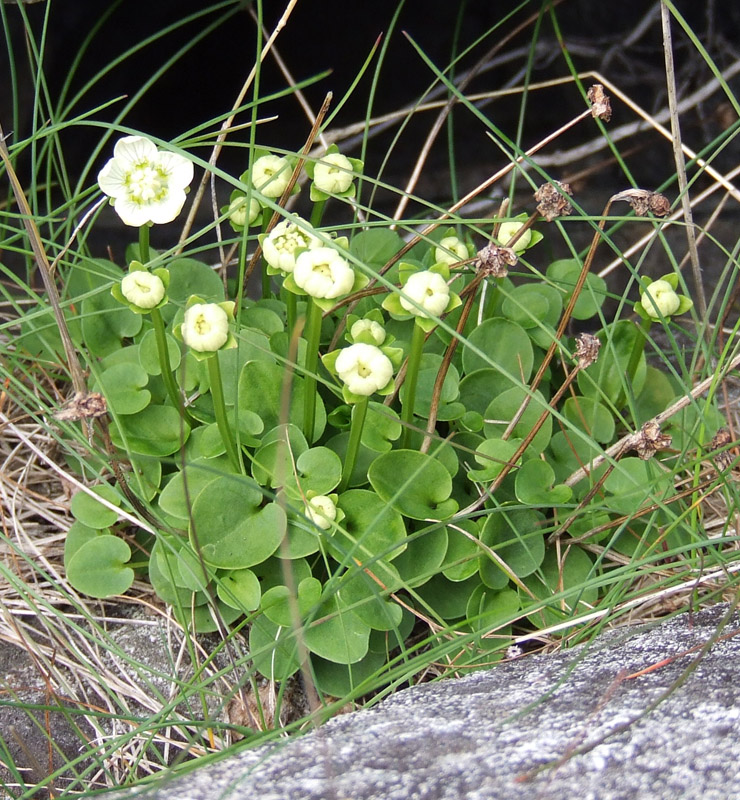 Image of Parnassia palustris specimen.