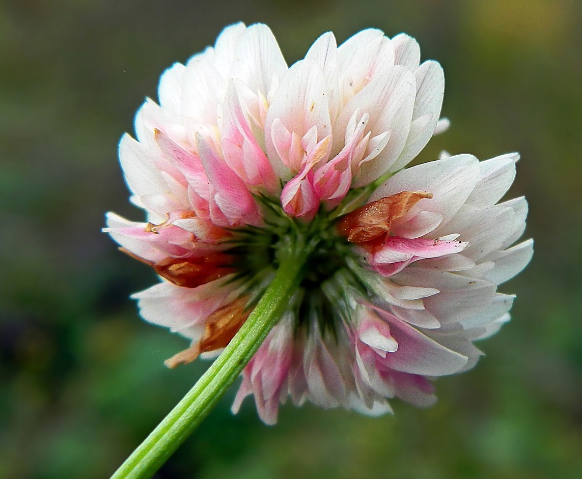 Изображение особи Trifolium repens.