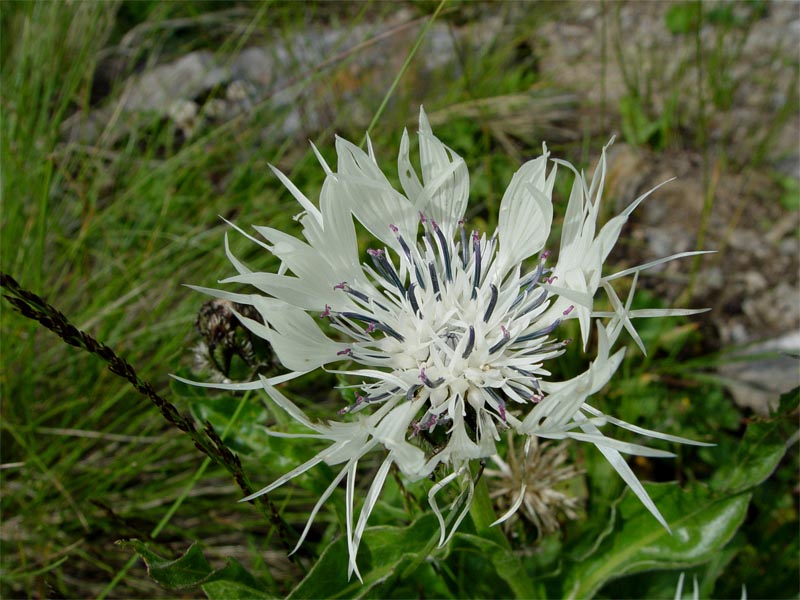 Image of Centaurea cheiranthifolia specimen.