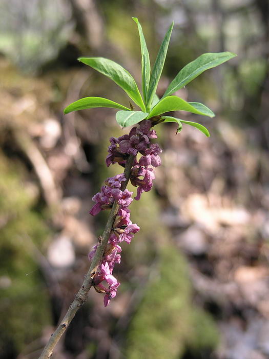 Image of Daphne mezereum specimen.